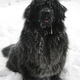 Image for article titled Which Mutt Deserves The Makeover?